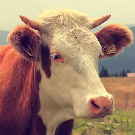 Casa de hóspedes Karolína Špindlerŭv Mlýn