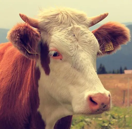 Maison d'hôtes Karolina Špindlerŭv Mlýn